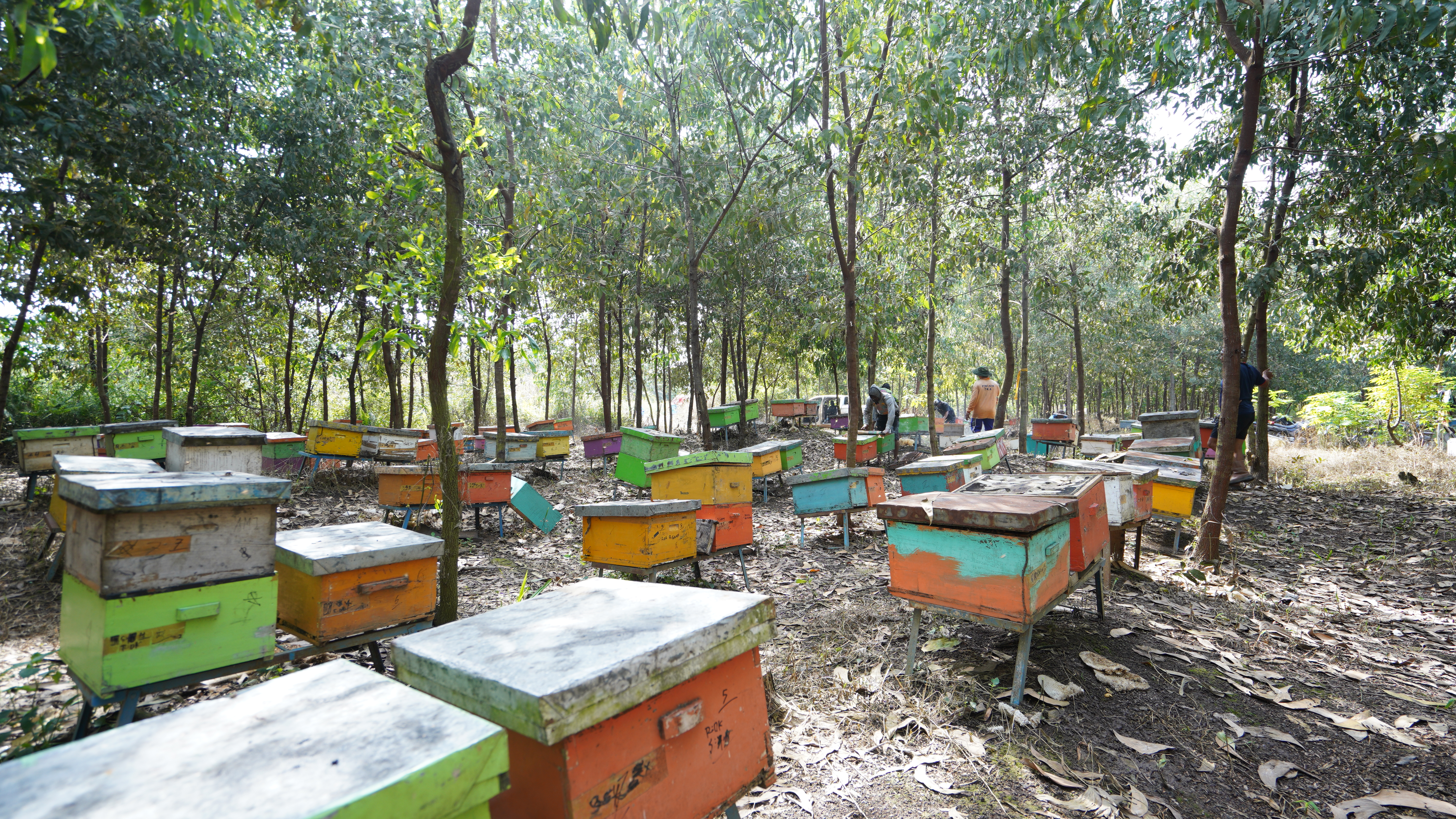 Acacia Honey Photo 2