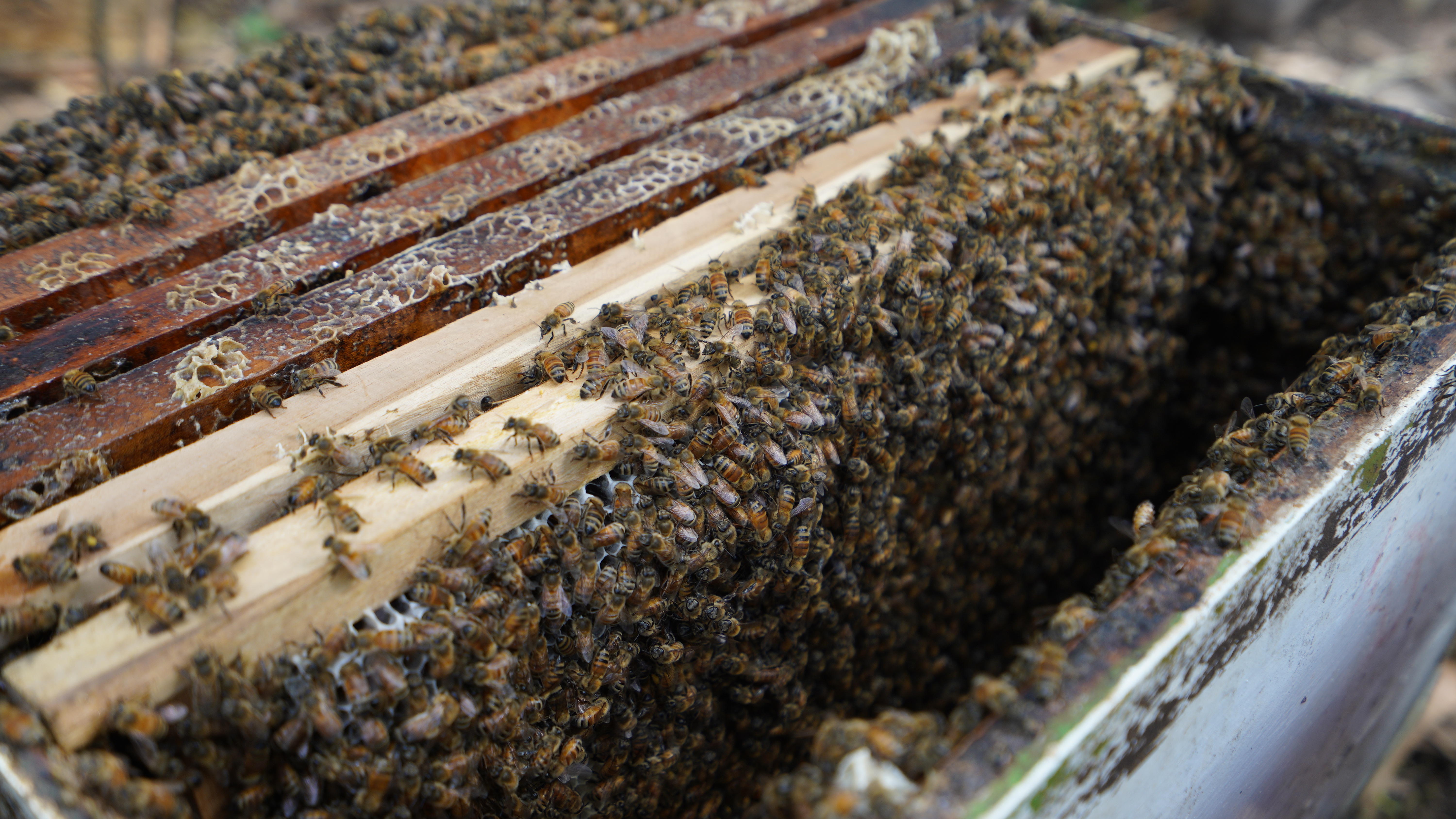 Acacia Honey Photo 3