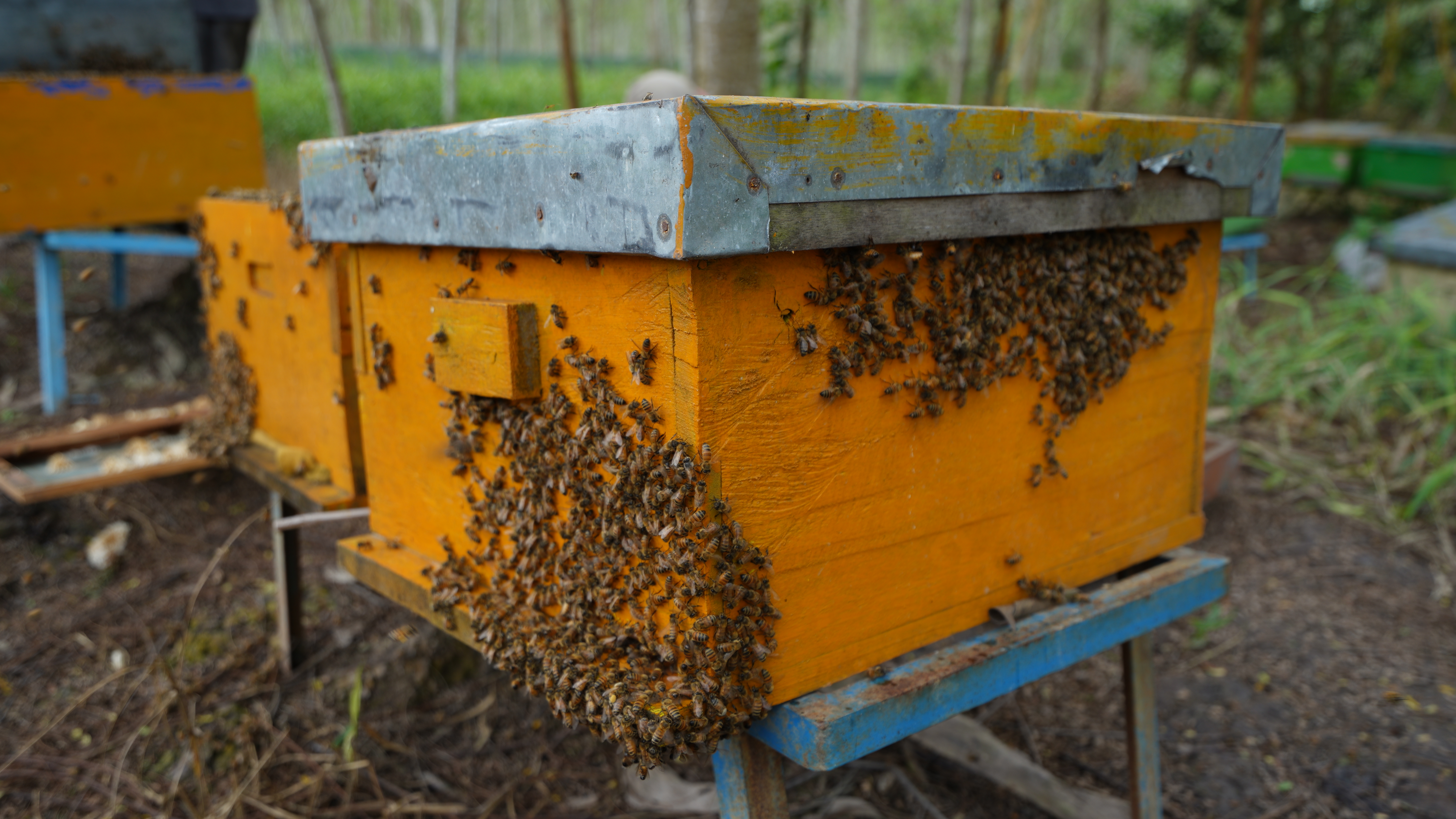 Acacia Honey Photo 1