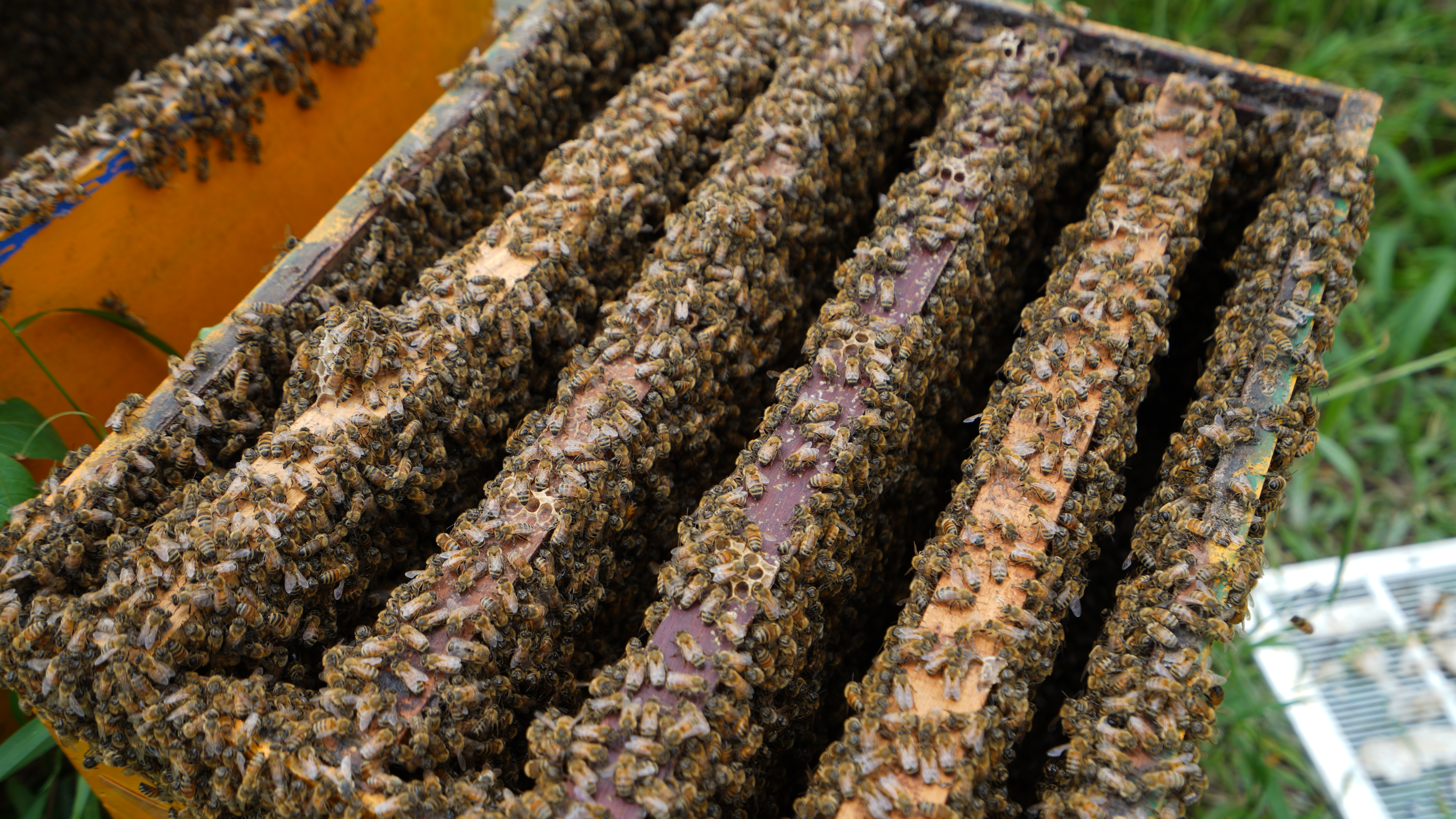 Acacia Honey Photo 1