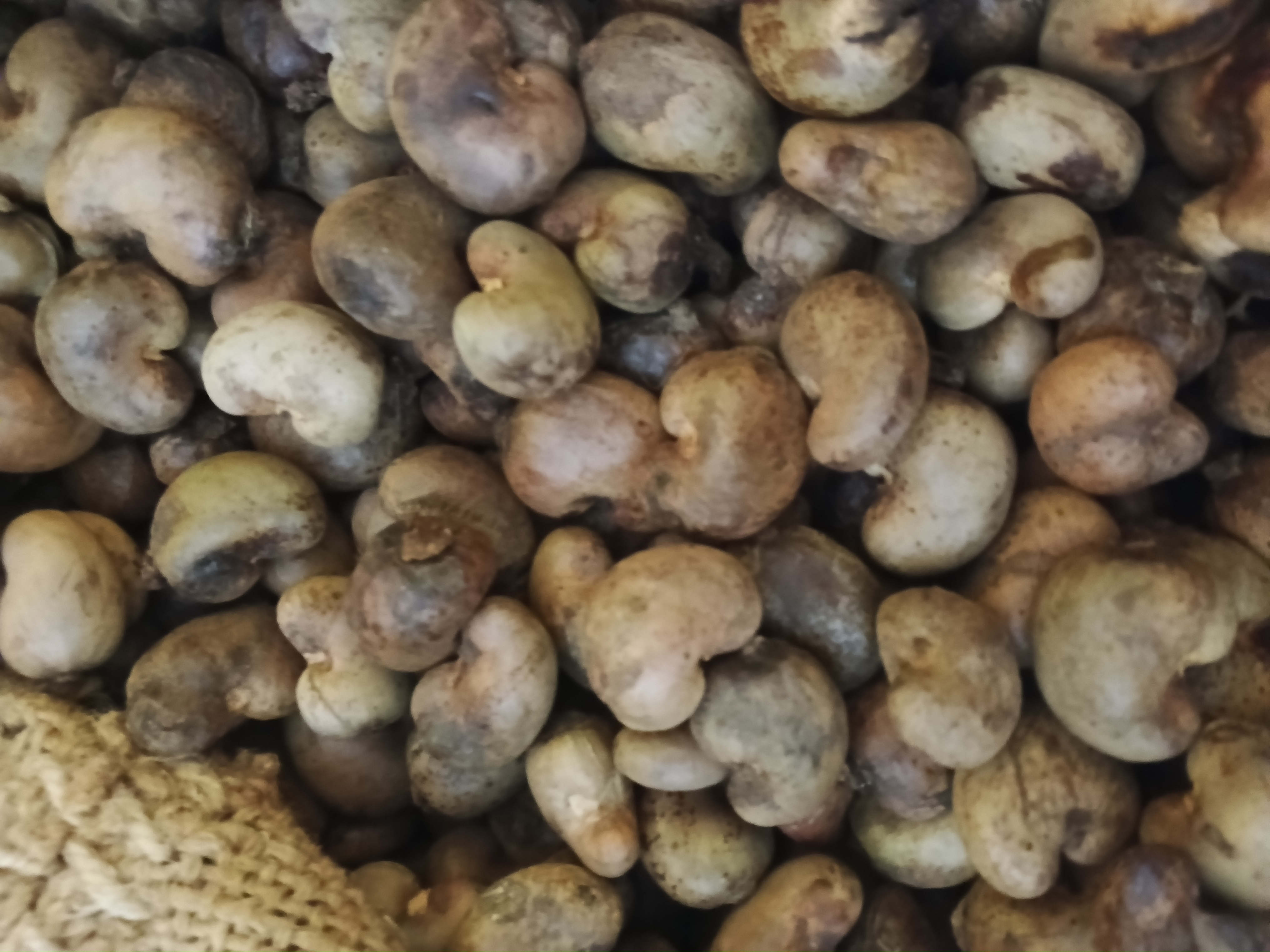 Raw Cashew Nut